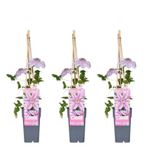 Buitenplant 3x Clematis 'Nelly Moser' - Bloeiend - Pot Ø 15cm Hoogte ↕ 65cm