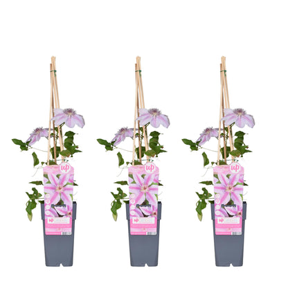 Buitenplant 3x Clematis 'Nelly Moser' - Bloeiend - Pot Ø 15cm Hoogte ↕ 65cm