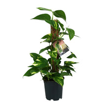Kamerplant - Scindapsus Epipremnum - Pot Ø 15cm Hoogte ↕ 50cm