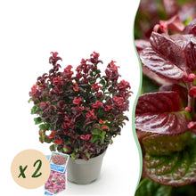 Buitenplant 2x Leucothoe Curly Red - Groenblijvend - Pot Ø 17cm Hoogte ↕ 40cm