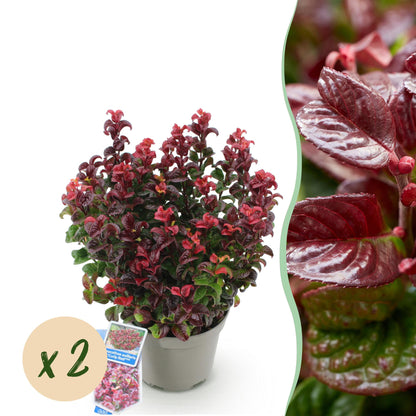 Buitenplant 2x Leucothoe Curly Red - Groenblijvend - Pot Ø 17cm Hoogte ↕ 40cm