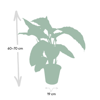 Kamerplant - Calathea Warscewiczii (Pauwenplant) - Pot Ø 19cm Hoogte ↕ 70cm