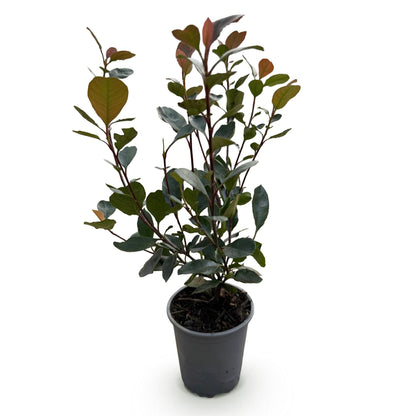 Buitenplant 8x Photinia 'Little Red Robin' - Groenblijvend - Pot Ø 9cm Hoogte ↕ 30-35cm