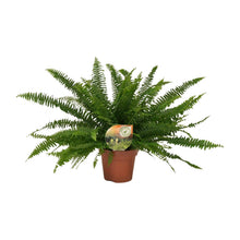 Kamerplant - Nephrolepis Green Lady - Pot Ø 17cm Hoogte ↕ 40cm