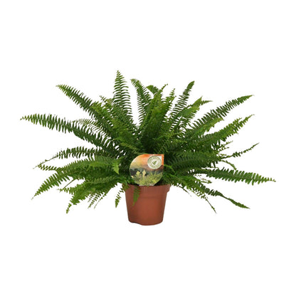 Kamerplant - Nephrolepis Green Lady - Pot Ø 17cm Hoogte ↕ 40cm