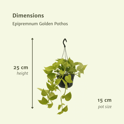 Kamerplant 2x Epipremnum Golden Pothos - Hangplant - Pot Ø 15cm Hoogte ↕ 25cm