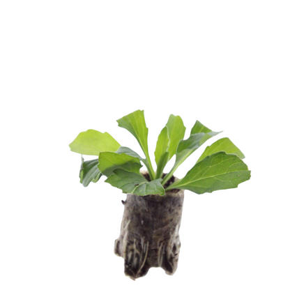 Buitenplant 6x Aster - Bloeiend - Pot klein Hoogte ↕ variabel
