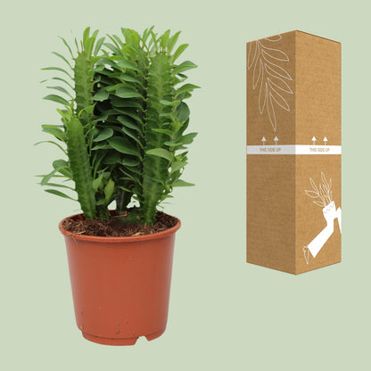 Kamerplant - Euphorbia Trigona - Pot Ø 12cm Hoogte ↕ 40cm