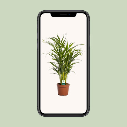 Kamerplant - Dypsis Lutescens (Areca Palm) - Hoogte ↕ 12-230cm