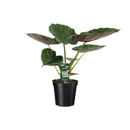 Kamerplant - Alocasia Wentii - Olifantsoor - Pot Ø 19cm Hoogte ↕ 70cm