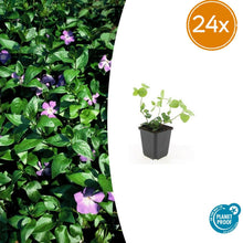 Buitenplant 24x Vinca major - Pot Ø 9cm Hoogte ↕ 10-25cm