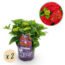 Buitenplant 2x Hydrangea Forever & Ever Rood - Rijkbloeiend - Pot Ø 23cm Hoogte ↕ 55cm