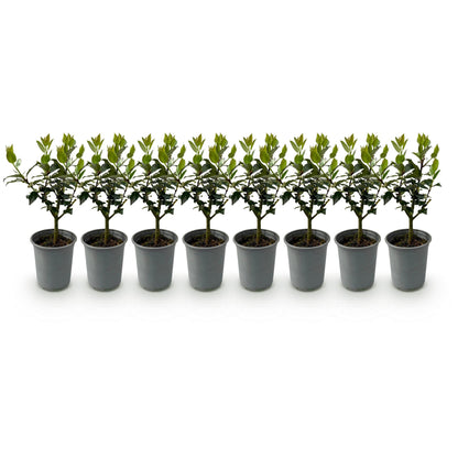 Buitenplant 8x Ilex 'Blue Maid' - Winterhard - Pot Ø 9cm Hoogte ↕ 25-30cm