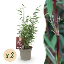 Buitenplant 2x Fargesia Red Dragon - Bladhoudend - Pot Ø 14cm Hoogte ↕ 35cm