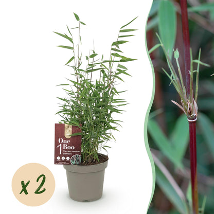 Buitenplant 2x Fargesia Red Dragon - Bladhoudend - Pot Ø 14cm Hoogte ↕ 35cm