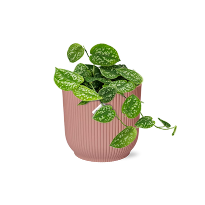 Kamerplant - Scindapsus Pictus 'Argyraeus' - Pot Ø 14cm