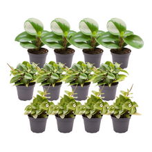 Kamerplant 12x Peperomia Mix B