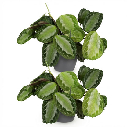 Kamerplant 2x Maranta Fascinator Silverband - Gebedsplant - Pot Ø 12cm Hoogte ↕ 25cm