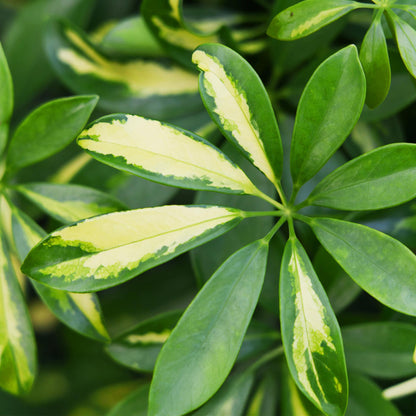 Kamerplant - Schefflera Gold Capelle - Vingerboom - Pot Ø 21cm Hoogte ↕ 70-80cm