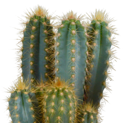 Kamerplant - Pilosocereus azureus - Pot Ø 12cm