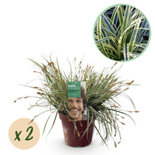 Buitenplant 2x Carex oshimensis 'Everest' - Bladhoudend - Pot Ø 17cm Hoogte ↕ 50cm