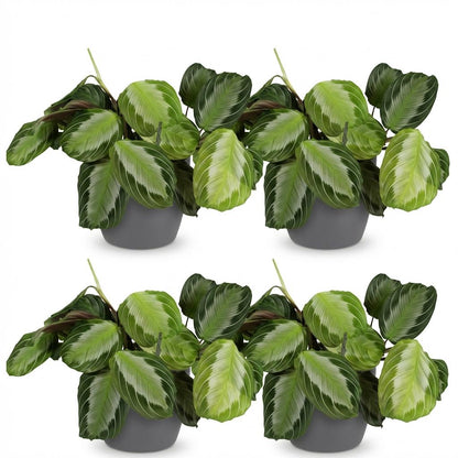 Kamerplant 4x Maranta Fascinator Silverband - Gebedsplant - Pot Ø 12cm Hoogte ↕ 25cm
