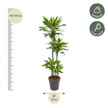 Kamerplant - Dracaena Golden Coast - Luchtzuiverend - Pot Ø 27cm Hoogte ↕ 140cm