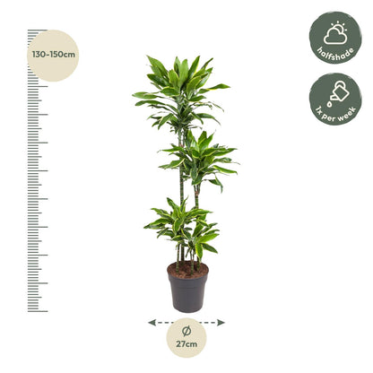 Kamerplant - Dracaena Golden Coast - Luchtzuiverend - Pot Ø 27cm Hoogte ↕ 140cm