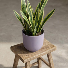 Sierpot - Jazz Round Lavender Lilac - Pot Ø 14cm