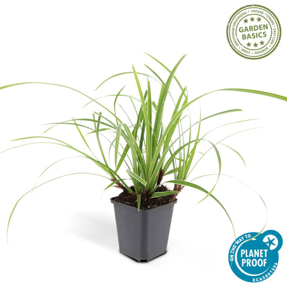Buitenplant 60x Carex morrowii 'Ice Dance' - Pot Ø 9cm Hoogte ↕ 10-25cm