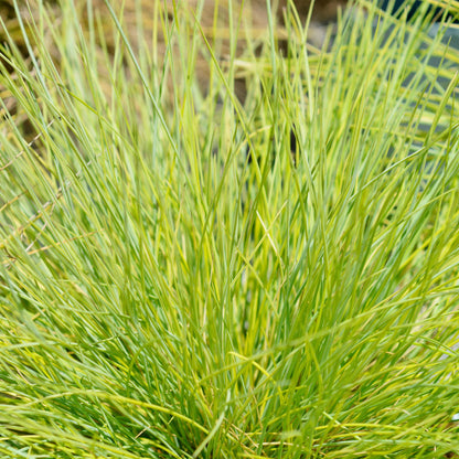 Buitenplant 2x Festuca glauca 'Golden Toupee' - Bladhoudend - Pot Ø 17cm Hoogte ↕ 50cm