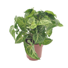 Kamerplant - Syngonium Arrow - Pot Ø 12cm Hoogte ↕ 25cm