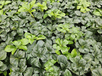 Buitenplant 6x Pachysandra terminalis 'Green Sheen' - Groenblijvend - Pot Ø 9cm Hoogte ↕ 10-25cm