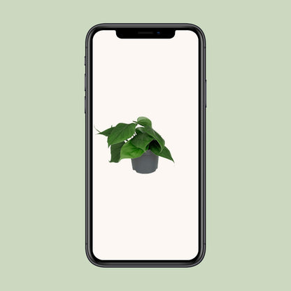 Kamerplant - Philodendron Scandens - Pot Ø 12cm Hoogte ↕ 15cm