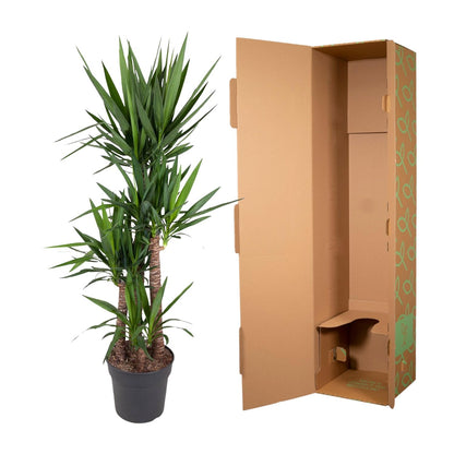 XL kamerplant - Yucca Elephantipes - Pot Ø 34cm Hoogte ↕ 180cm