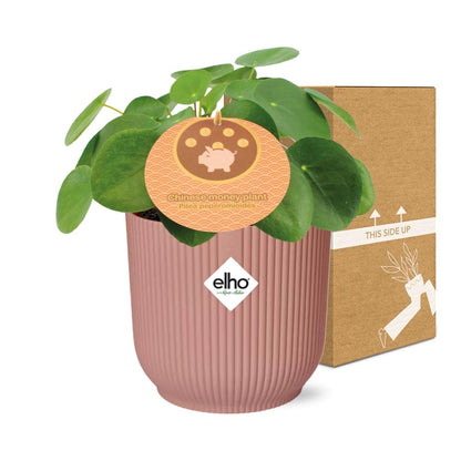 Kamerplant - Pilea Peperomioides - Pot Ø 14cm Hoogte ↕ 12cm