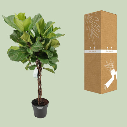 Kamerplant - Ficus Lyrata - Pot Ø 27cm Hoogte ↕ 130cm