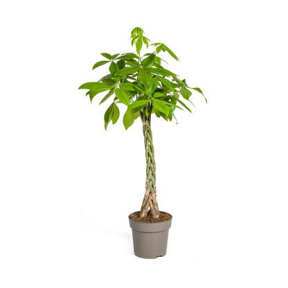 XL kamerplant - Pachira Aquatica - Pot Ø 27cm Hoogte ↕ 130-150cm
