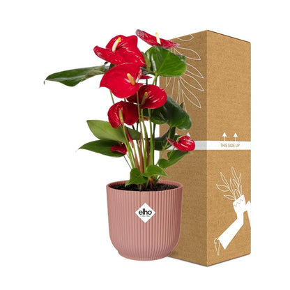 Kamerplant - Anthurium Red - Pot Ø 14cm Hoogte ↕ 12cm