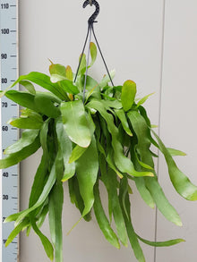 Kamerplant - Epiphyllum Pumilum - Bloeiend - Pot Ø 25cm Hoogte ↕ 60cm
