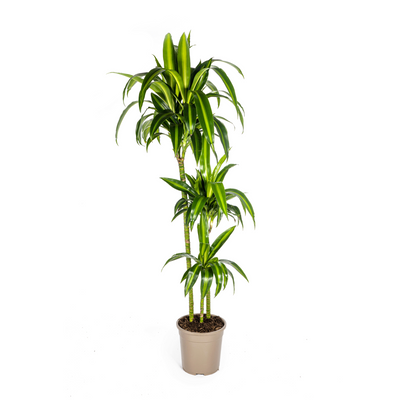 XL kamerplant - Dracaena Deremensis Hawaiian Sunshine - Pot Ø 24cm Hoogte ↕ 130-150cm