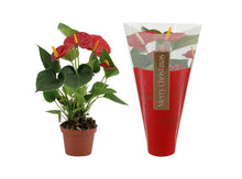 Kamerplant - Anthurium Diamond Red - Pot Ø 9cm Hoogte ↕ 25cm