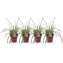 Buitenplant 4x Carex morrowii 'Ice Dance' - Bladhoudend - Pot Ø 17cm Hoogte ↕ 50cm
