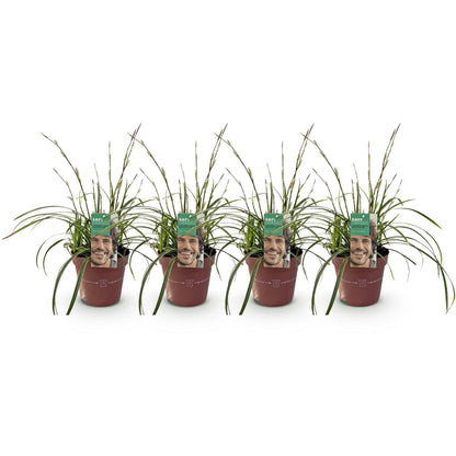 Buitenplant 4x Carex morrowii 'Ice Dance' - Bladhoudend - Pot Ø 17cm Hoogte ↕ 50cm