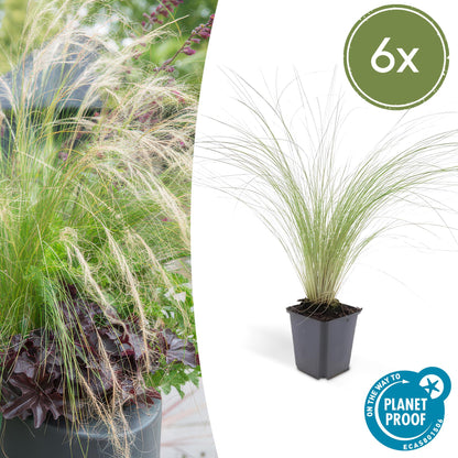 Buitenplant 6x Stipa tenuissima 'Ponytails' - Pot Ø 9cm Hoogte ↕ 10-25cm