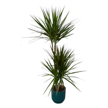 XL Kamerplant - Dracaena Marginata - Pot Ø 21cm Hoogte ↕ 120cm