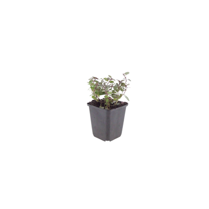 60x Origanum laevigatum 'Herrenhausen' - ↕10-25cm - Ø9cm