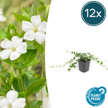 Buitenplant 12x Vinca minor 'Alba' - Bloeiend - Pot Ø 9cm Hoogte ↕ 10-25cm