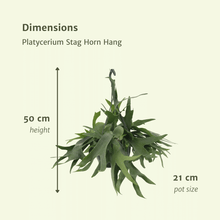 Kamerplant - Platycerium Hertshoorn Hang - Pot Ø 21cm Hoogte ↕ 50cm