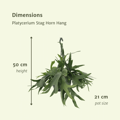 Kamerplant - Platycerium Hertshoorn Hang - Pot Ø 21cm Hoogte ↕ 50cm